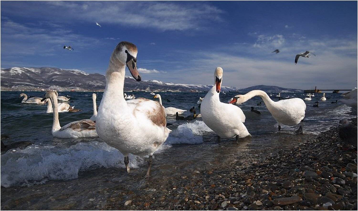 новороссийск,зима,бухта,лебеди, Александр Штин