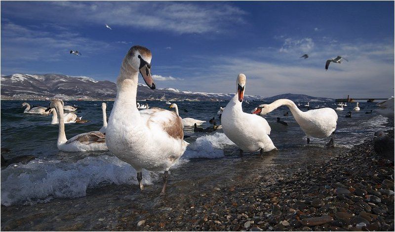 новороссийск,зима,бухта,лебеди кастинг на вылетающую из объектива птичкуphoto preview