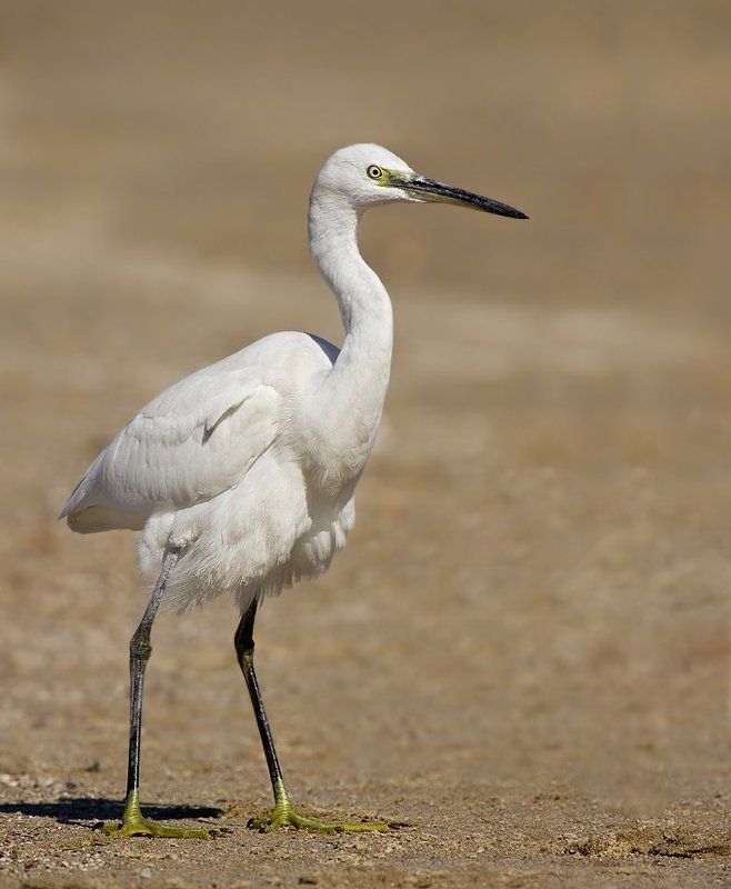 малая, белая, цапля встревоженнаяphoto preview