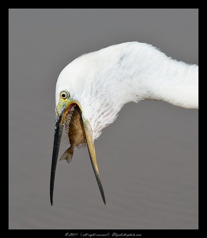 малая белая цапля, little egret, израиль, цапля Малая белая цапля - Little Egretphoto preview