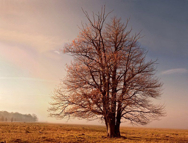 дуб, осень, россия Дубphoto preview