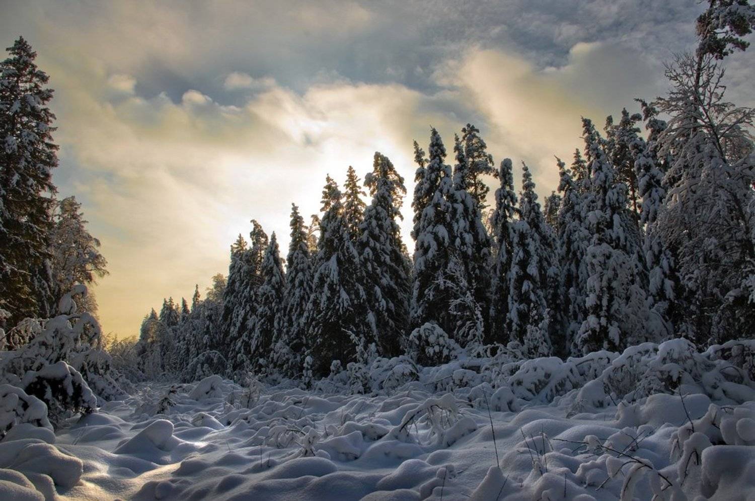 Противостояние.. Автор: Вячеслав Довыденко снег, зима, ели, вечер, Вячеслав Довыденко