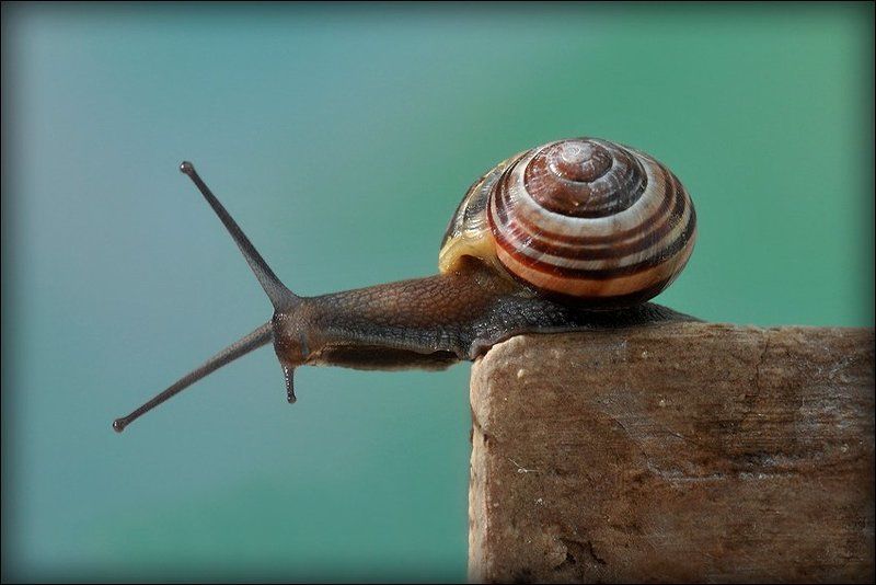 макро, улитка Конец дороги, начало пути...photo preview