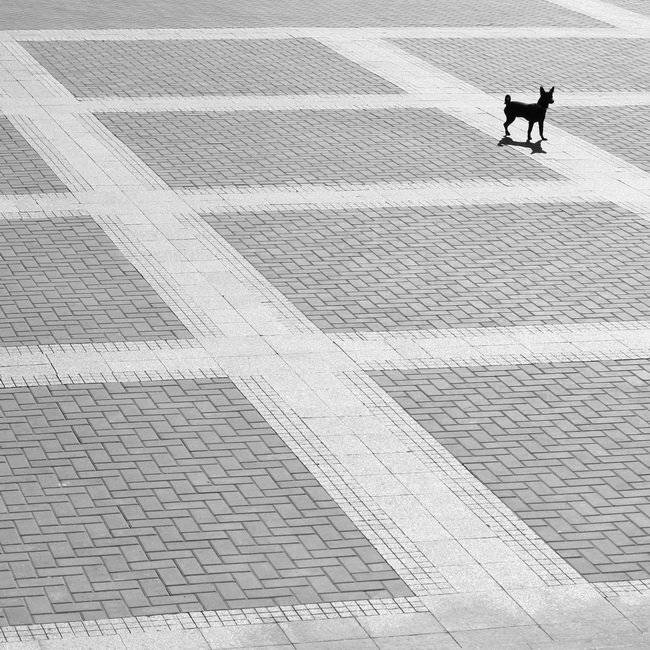 Е2-Е4. Автор: dk , dk