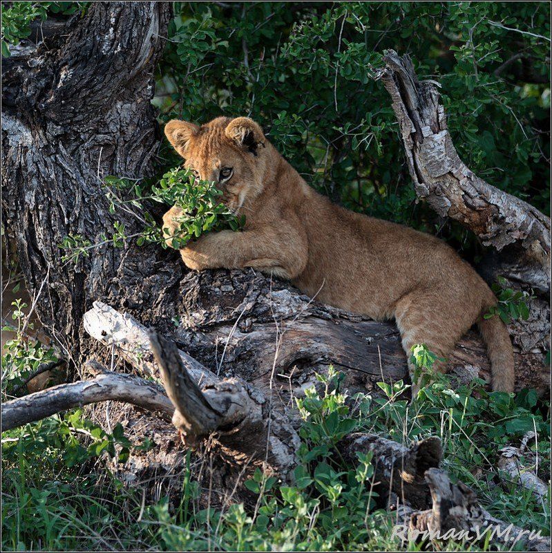 африка, танзания, серенгети, лев Кокетка фото превью