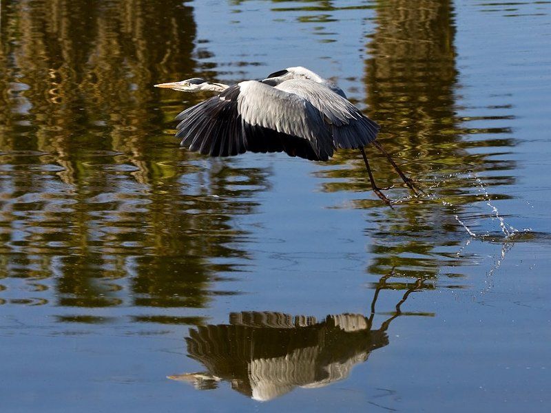 серая, цапля Ап!photo preview