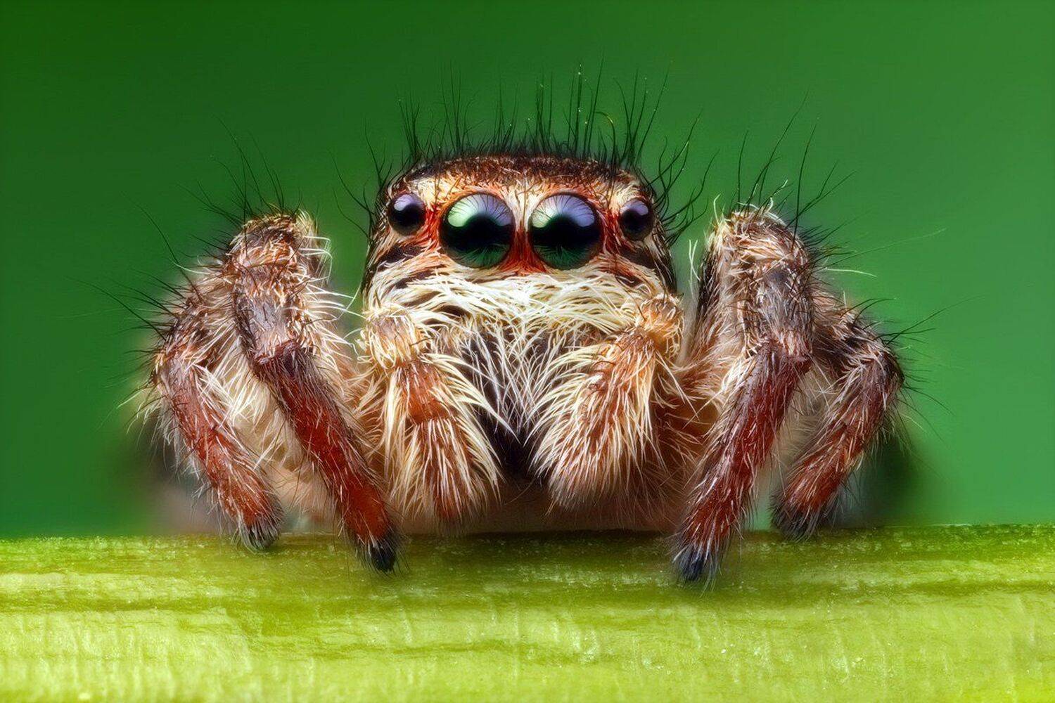 макро,паук-скакунчик, DDT