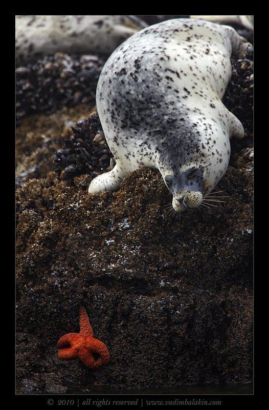 Звёздочка моя ненаглядная...photo preview