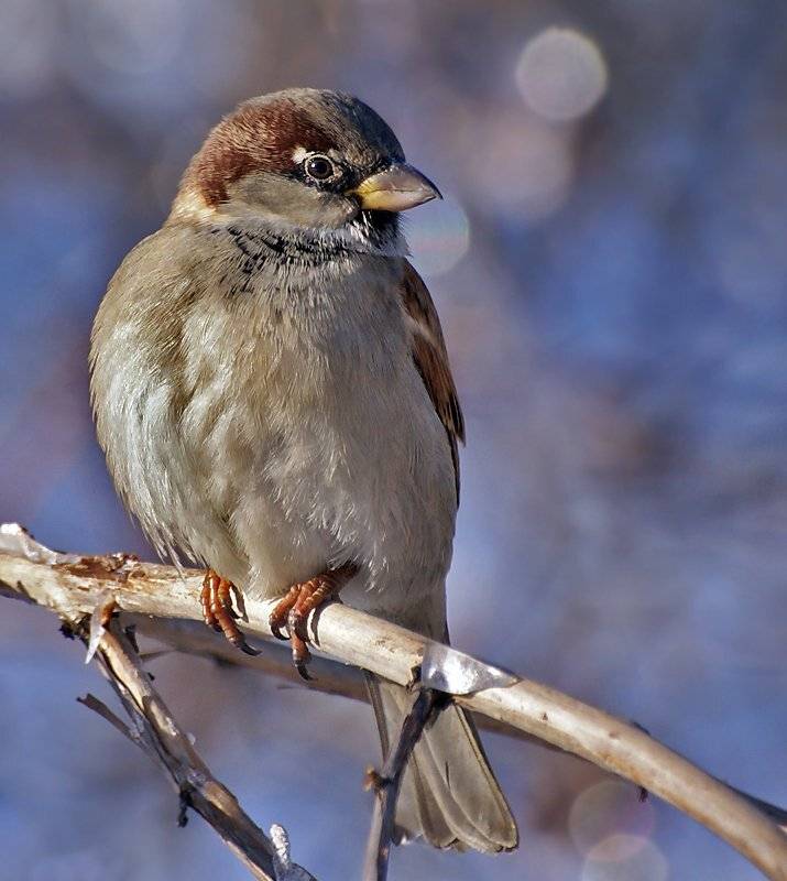 ***. Автор: Ирина Фурашова зима, птица, воробей, Ирина Фурашова
