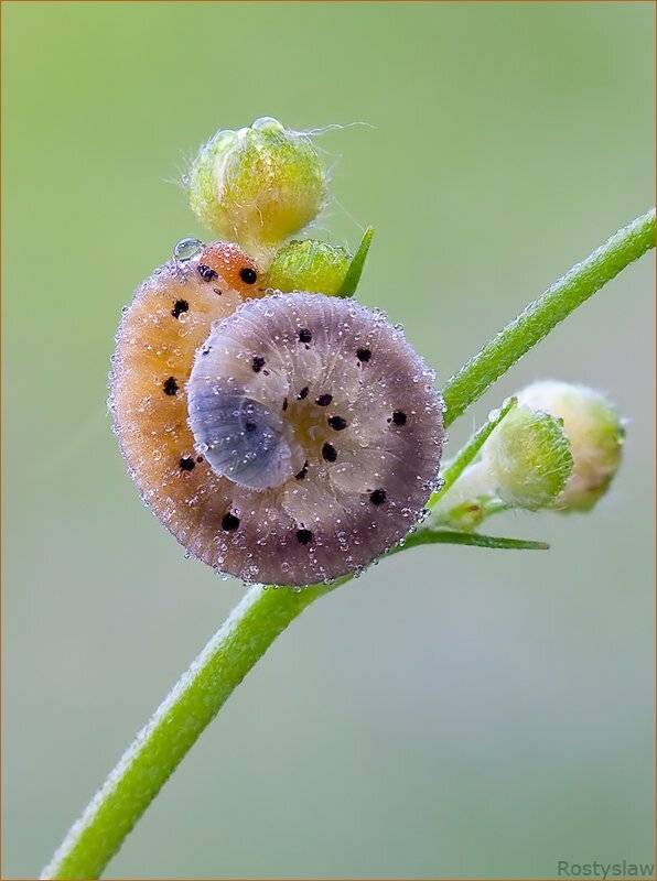 макро, rostikrst, ростислав, ложногусеница пилильщика, Ростислав