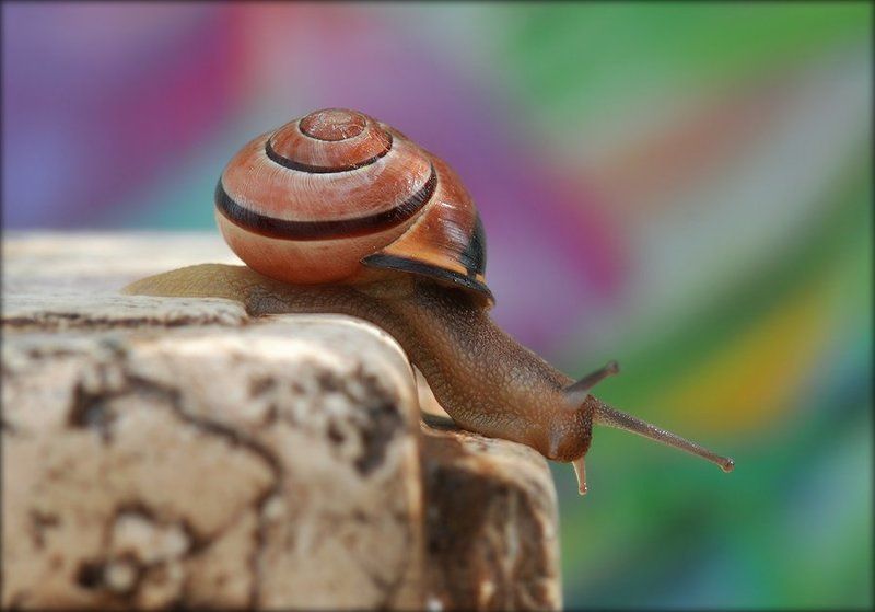 макро, улитка Раз ступенька, два ступенька...photo preview