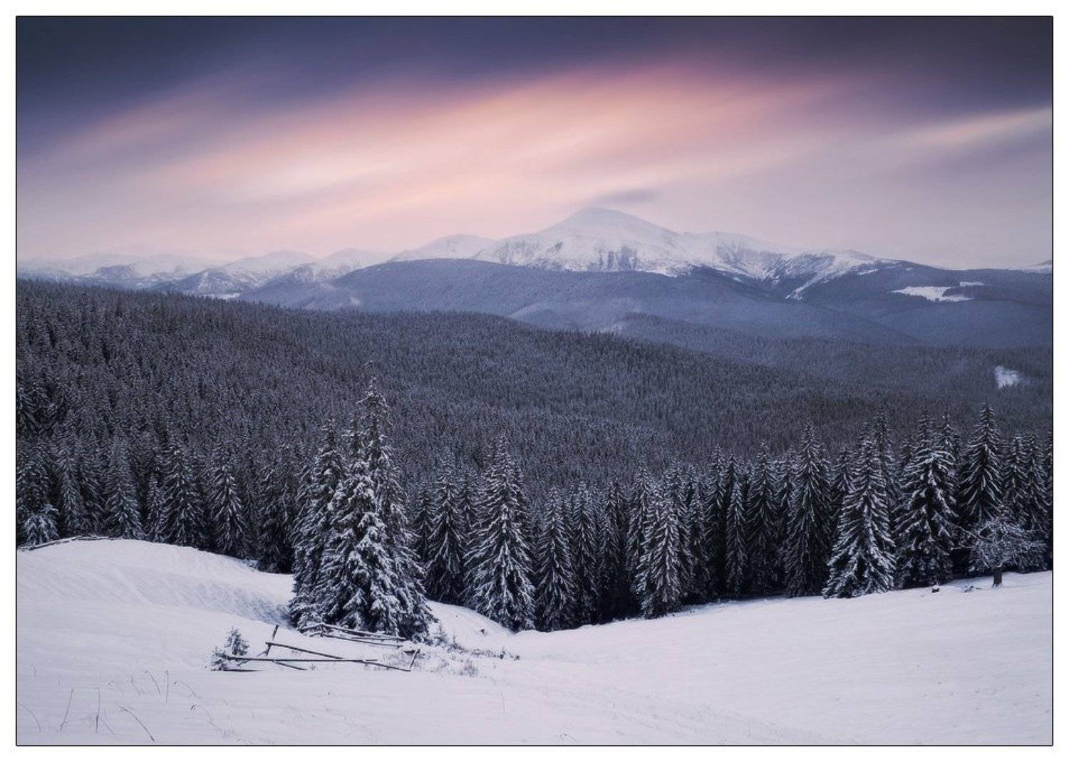 , Денис Кривой