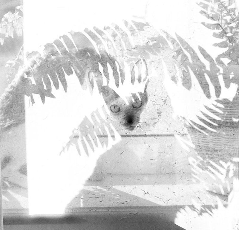 Мимикрияphoto preview