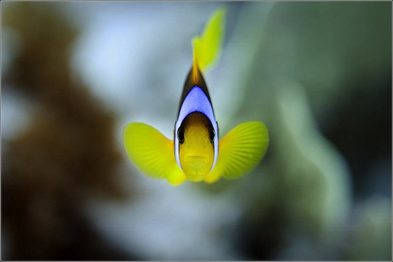 ...крылышками бяк-бяк-бяк-бяк... :) фото превью