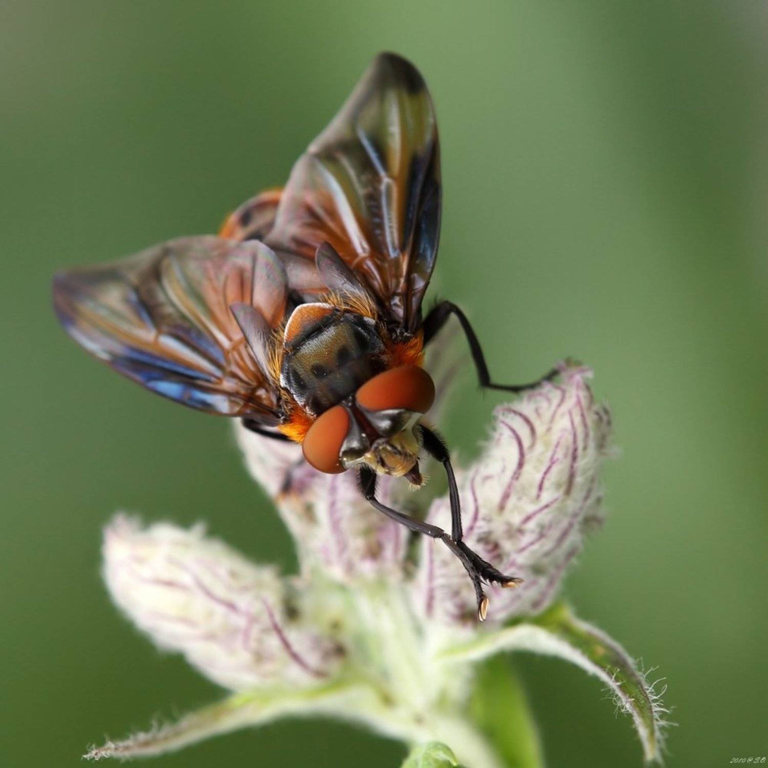 phasia hemiptera,тachinid fly,wanzenfliege,тахина, Eustignos Sergej