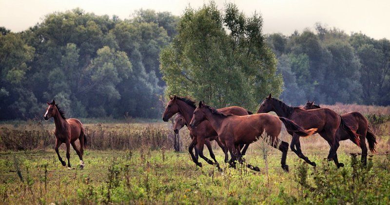 Кониphoto preview