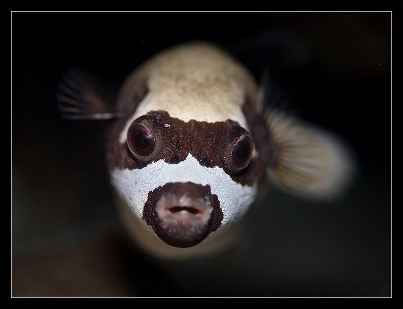 иглобрюх, портрет упс...photo preview