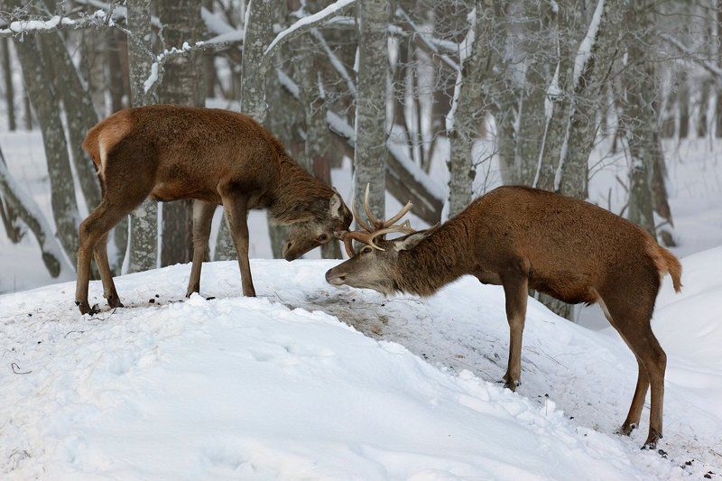 Зимняя серияphoto preview
