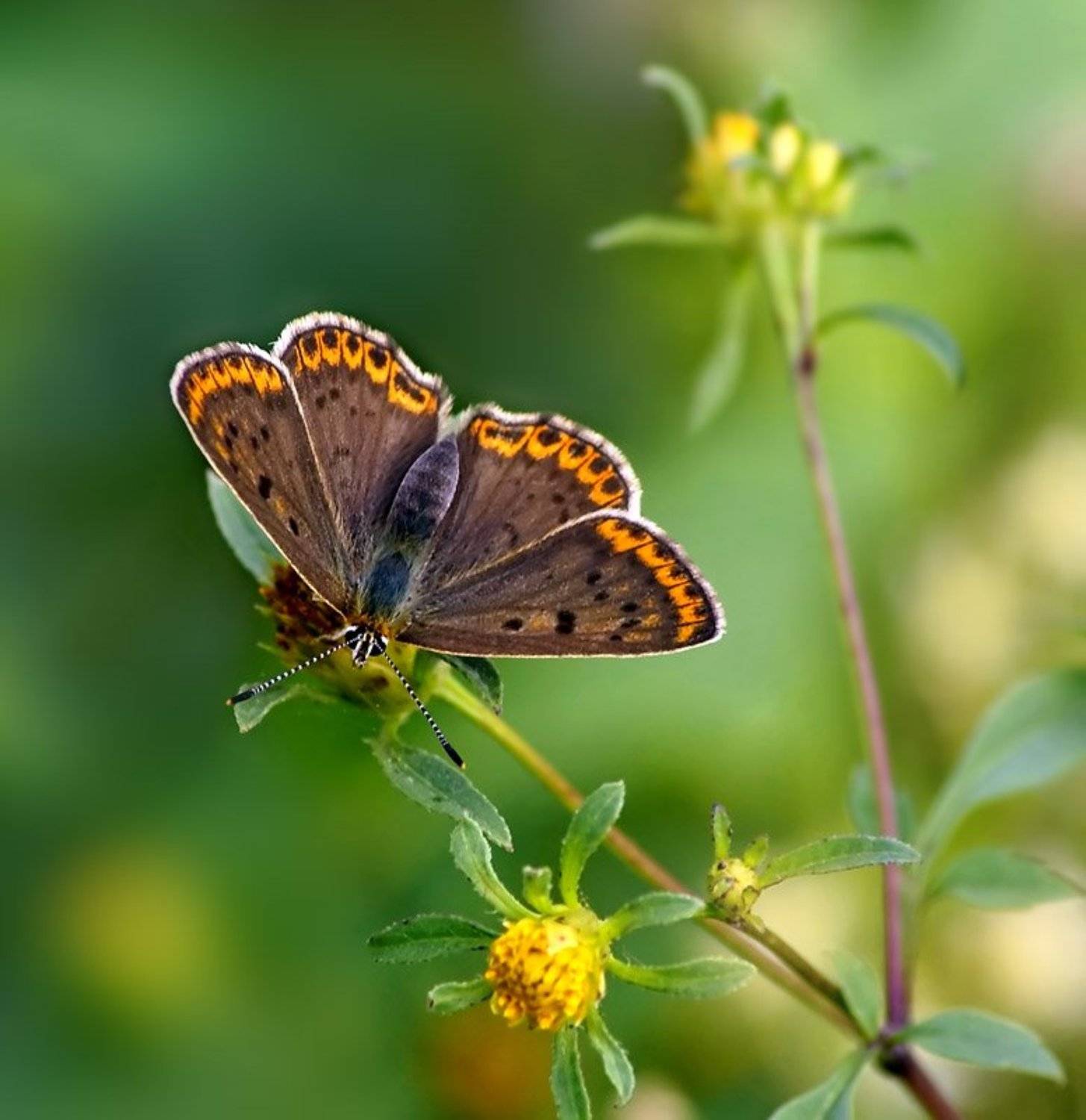 Червонец чернопятнистый. Автор: Cheplenko Aleksey , Cheplenko Aleksey