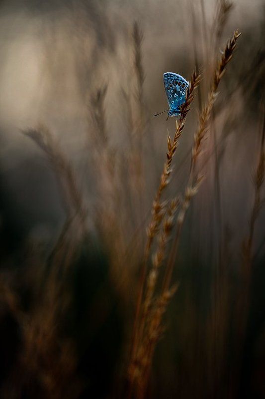 голубянка голубянка в ночи..photo preview