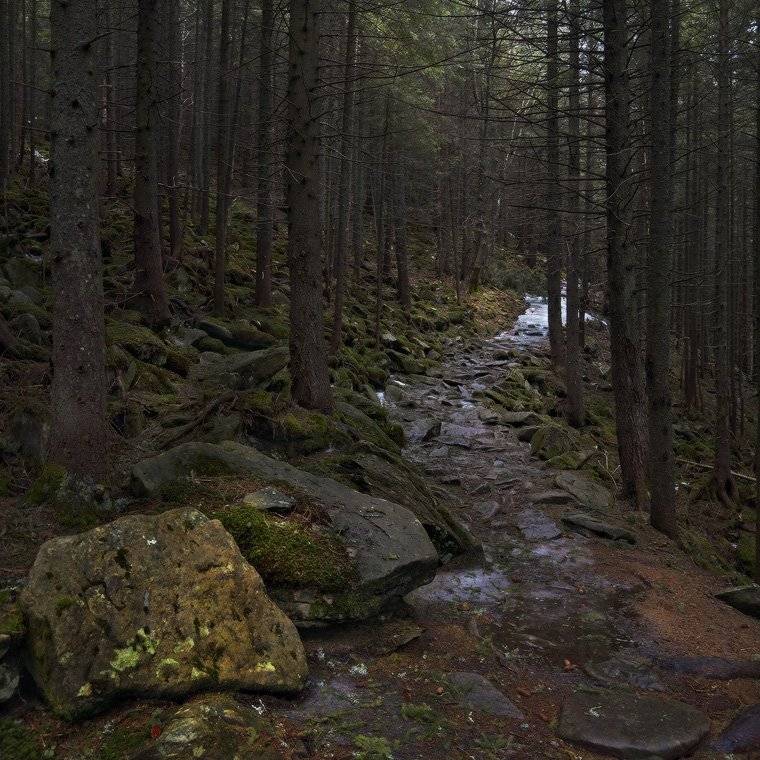 Карпатский лес .... Автор: Михаил Мочалов , Михаил Мочалов