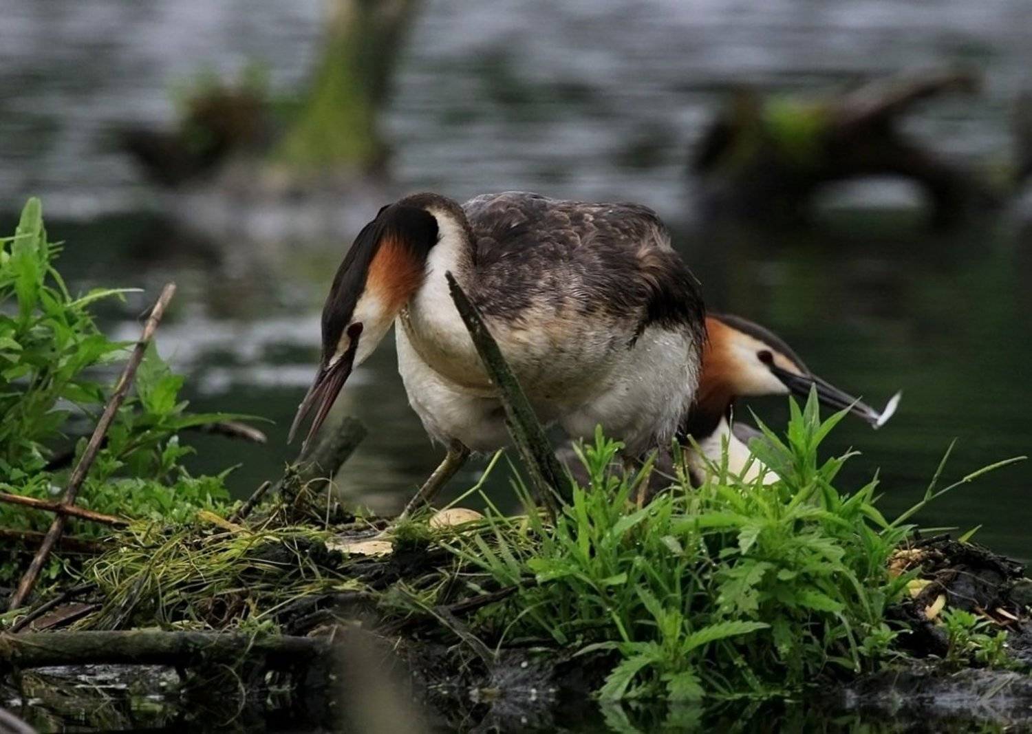 , Василий Черкасский