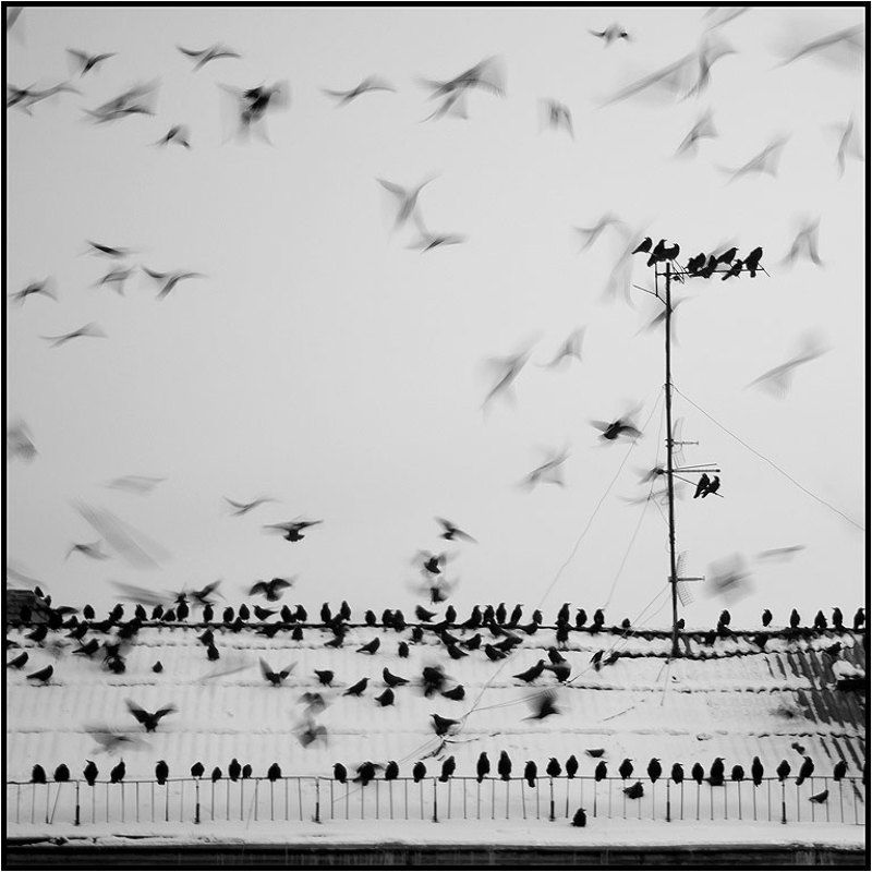 Предвестники черно-белой зимы...photo preview