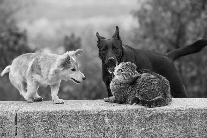 Странные отношенияphoto preview