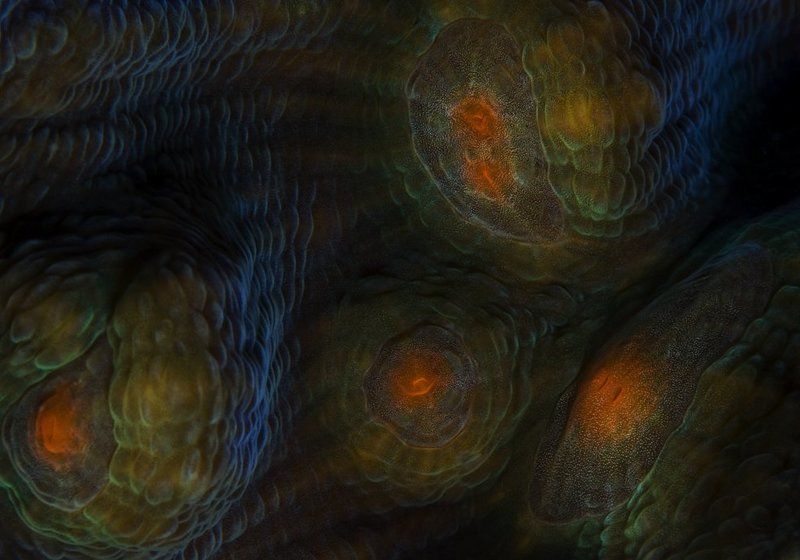 красное, море Галактикиphoto preview