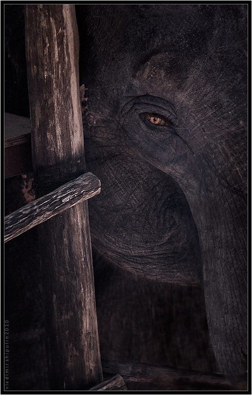 слон,слоны,неволя,индия,гоа,владимир,шипулин Неволя...photo preview