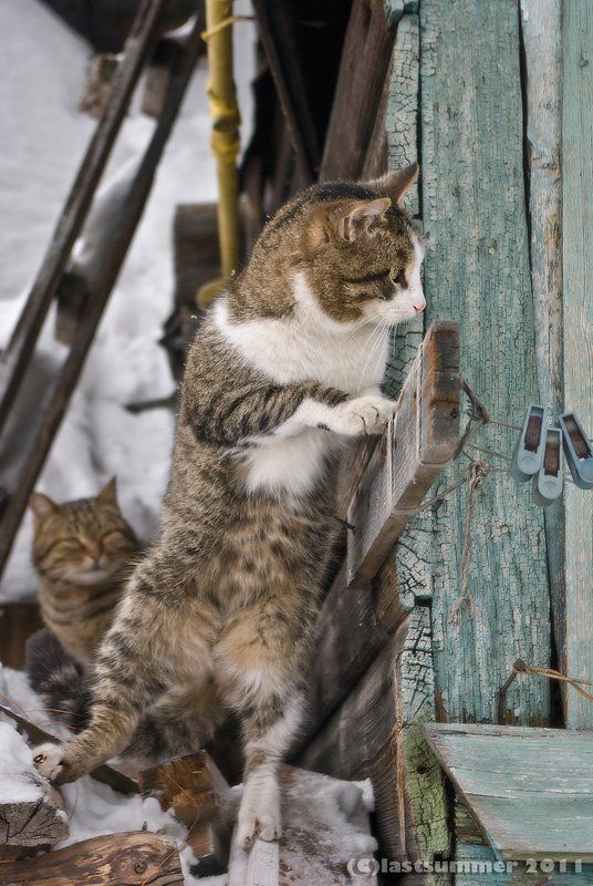 коты Партизанский отрядphoto preview