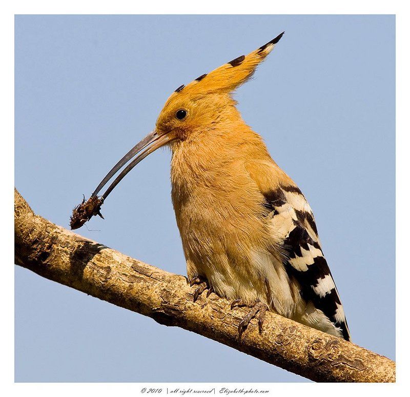 удод, upupa, epops, hoopoe, израиль Удод - Upupa epopsphoto preview