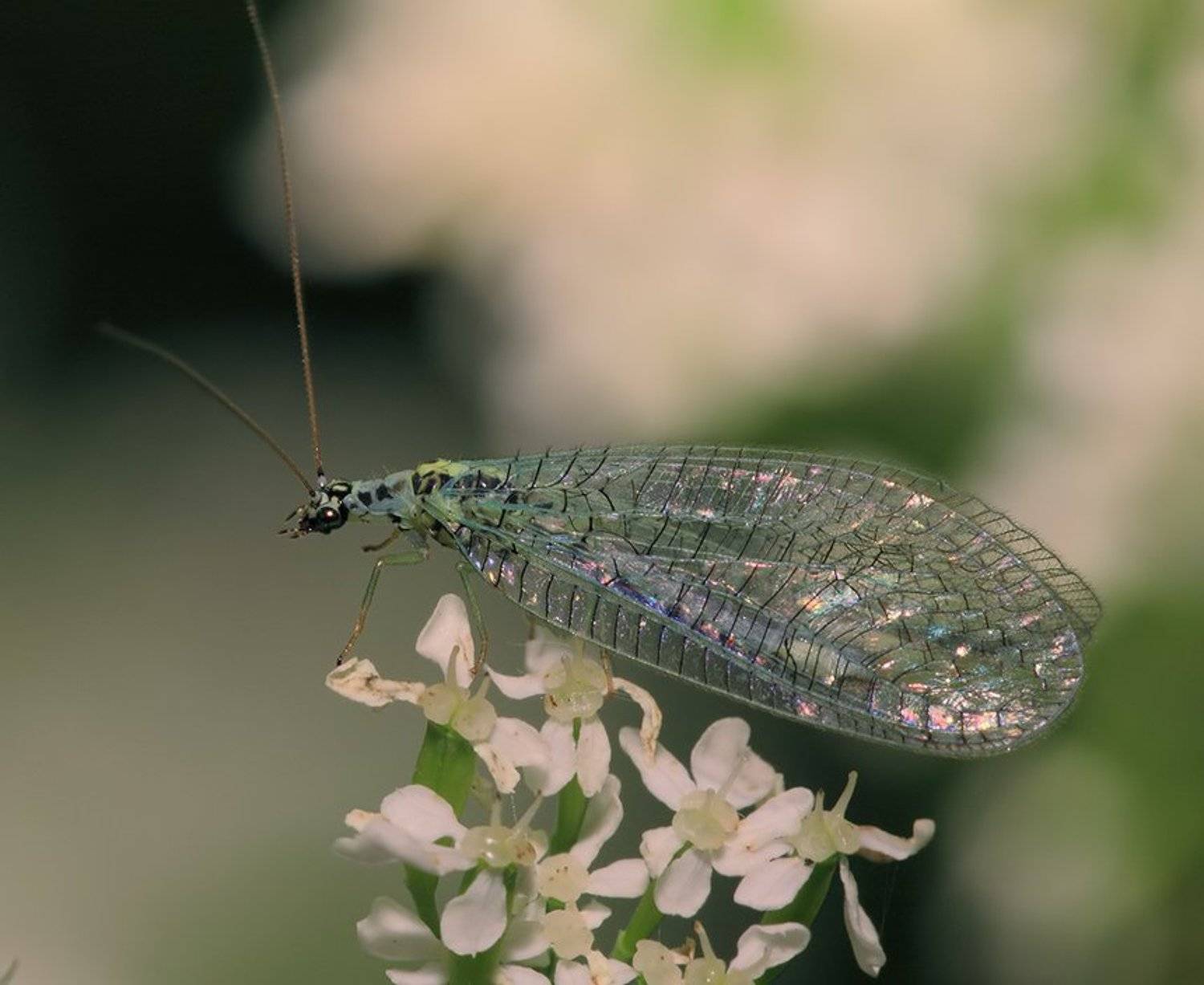 — Ну, как, хороша невеста? — Хороша! Жалко только, что она не зелёная. — Ничего, поживёт с нами — позеленеет.. Автор: Олег Сурьянинов лето, трава, златоглазка, Олег Сурьянинов