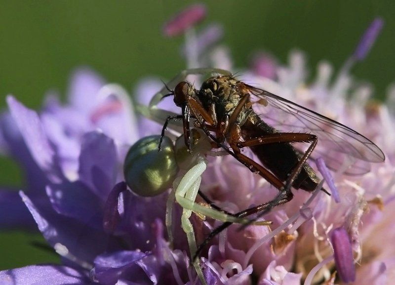 Смертный бой ....(победил - паук)photo preview