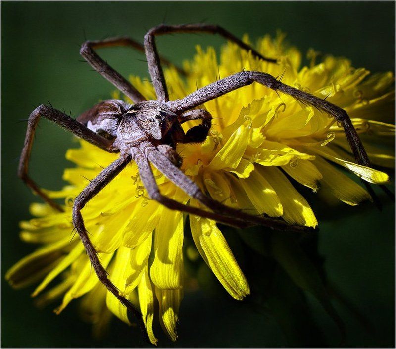 пауки,макро Хапугаphoto preview