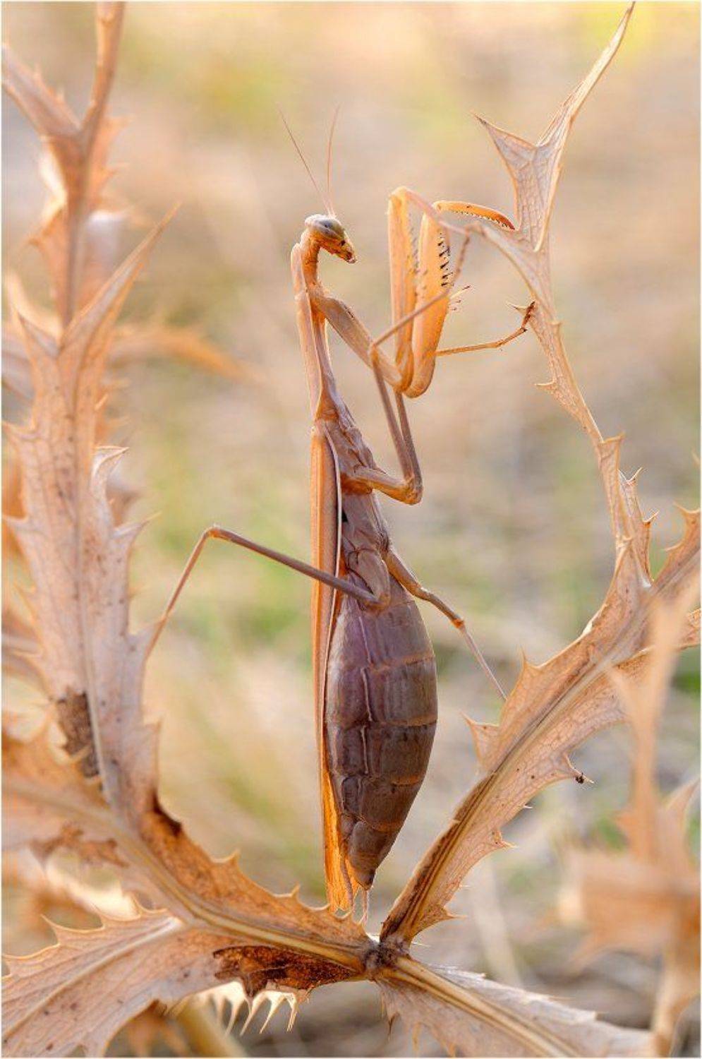 , Курочкин Валерий