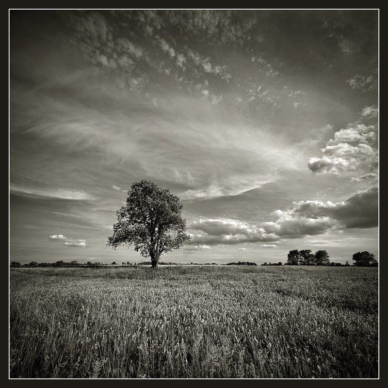 Про одно гордое дерево...photo preview