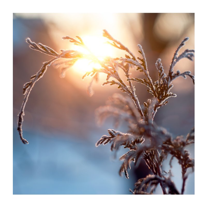 иней фото превью