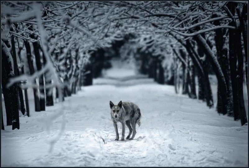 собака, зима, холод Холод собачий ...photo preview