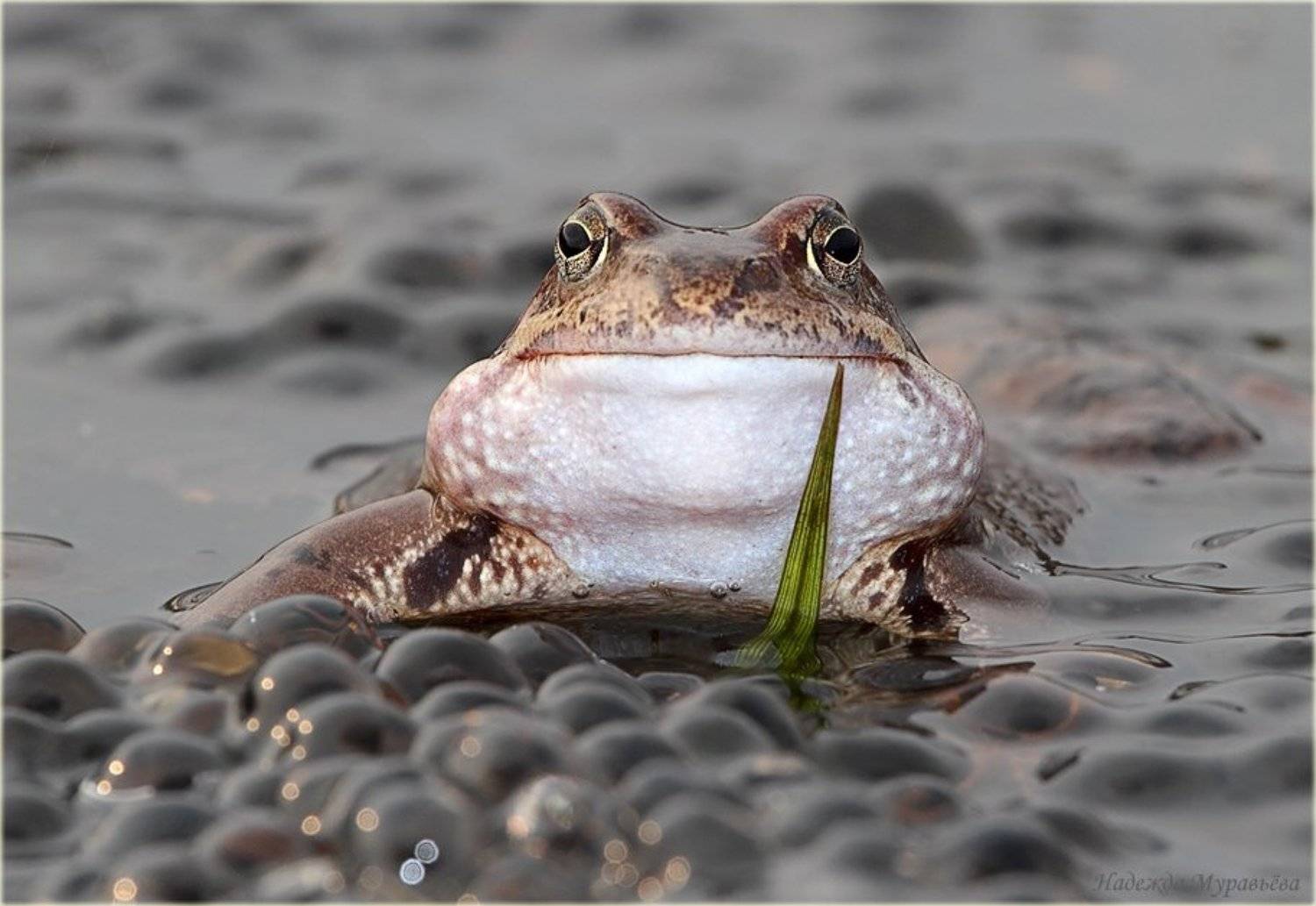 rana, temporaria, травяная, лягушка, икра, улыбка, Надежда Муравьёва