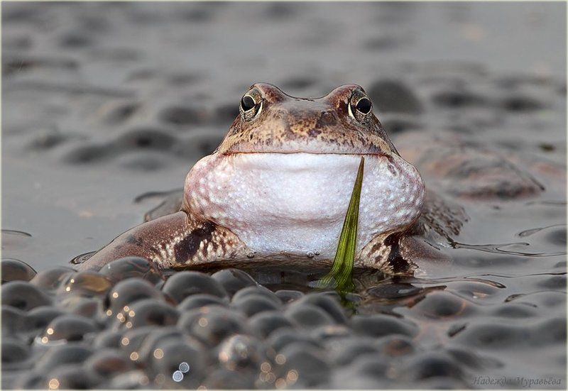 rana, temporaria, травяная, лягушка, икра, улыбка Дети - моя гордость!photo preview