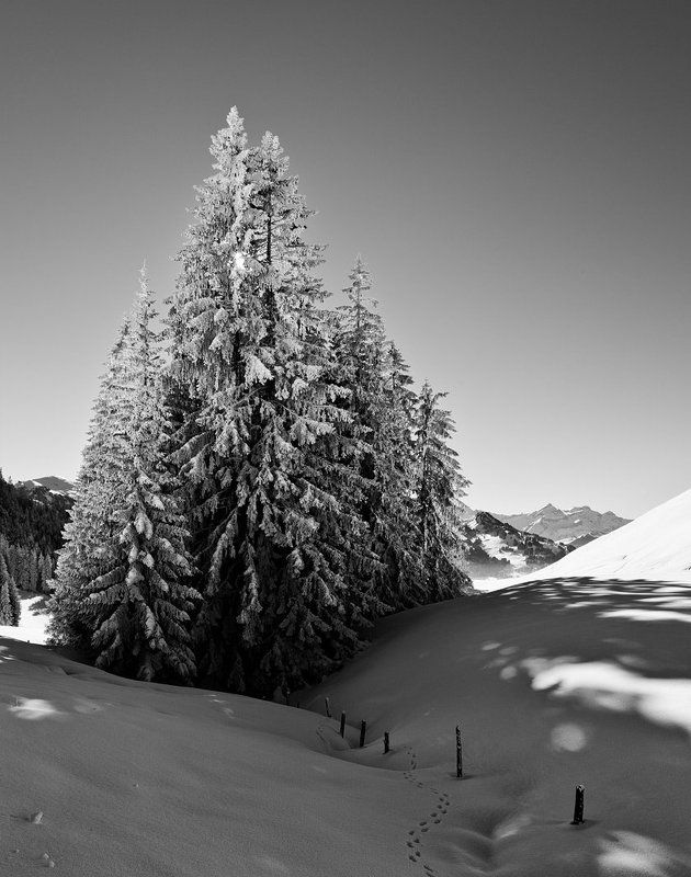 Жена послала за ёлочкой...photo preview