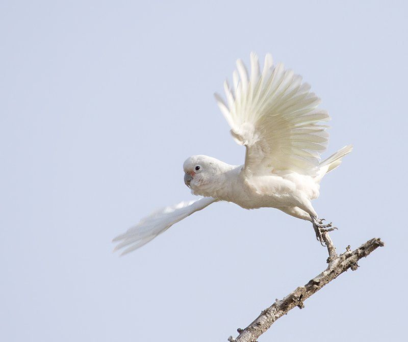 попугай наидичайший птицphoto preview