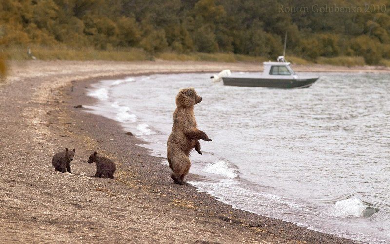 Возвращайся скорее с рыбалки, мой дорогой Гризли. Аляска 2010photo preview