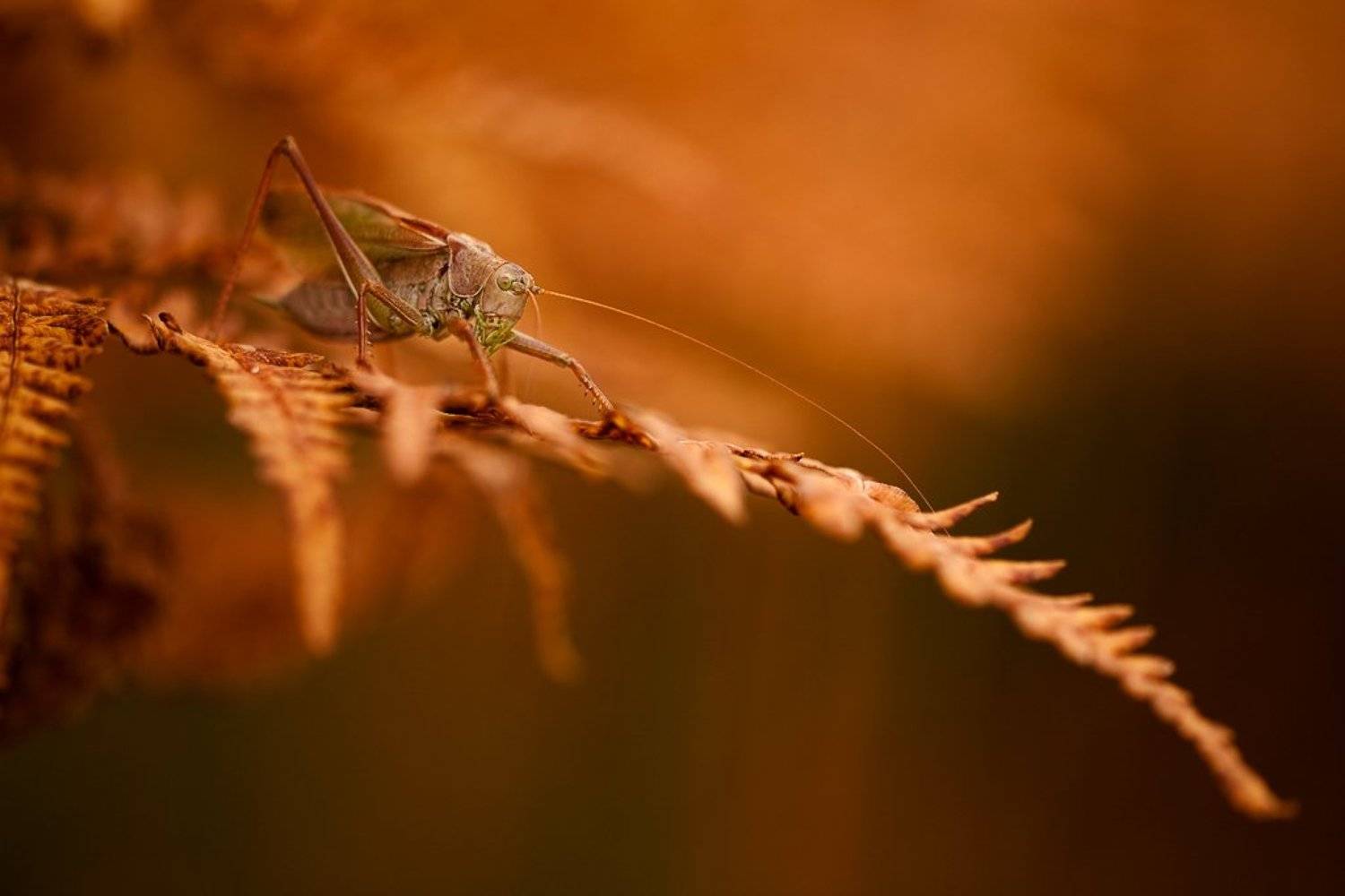 осенний, Юлия