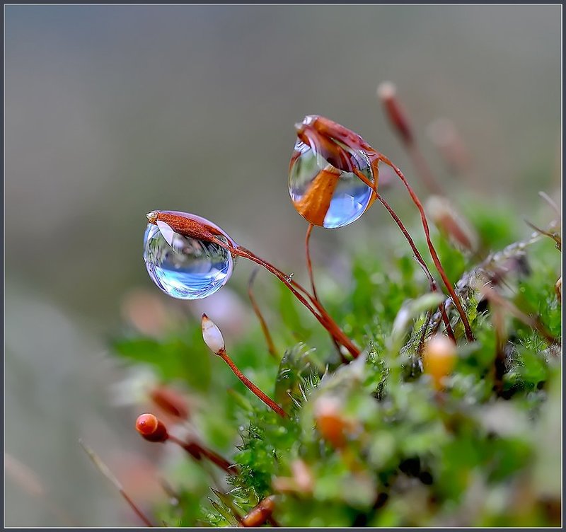 макро,капли,вода,красота, Глазки.photo preview