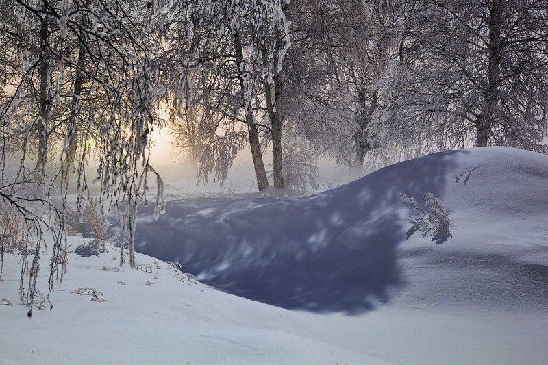 Night forestphoto preview