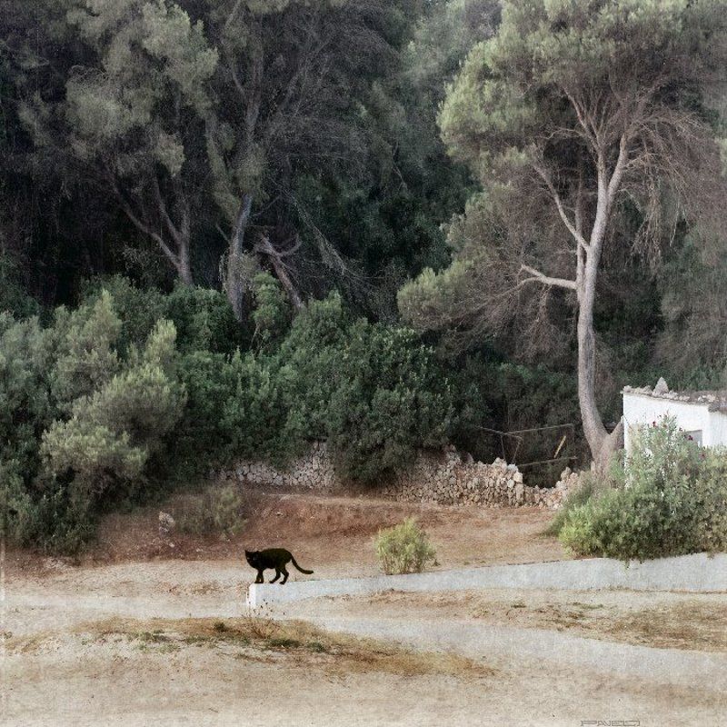 alone .photo preview