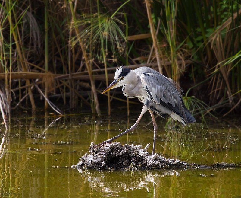 серая, цапля восхождение на трон))))))photo preview