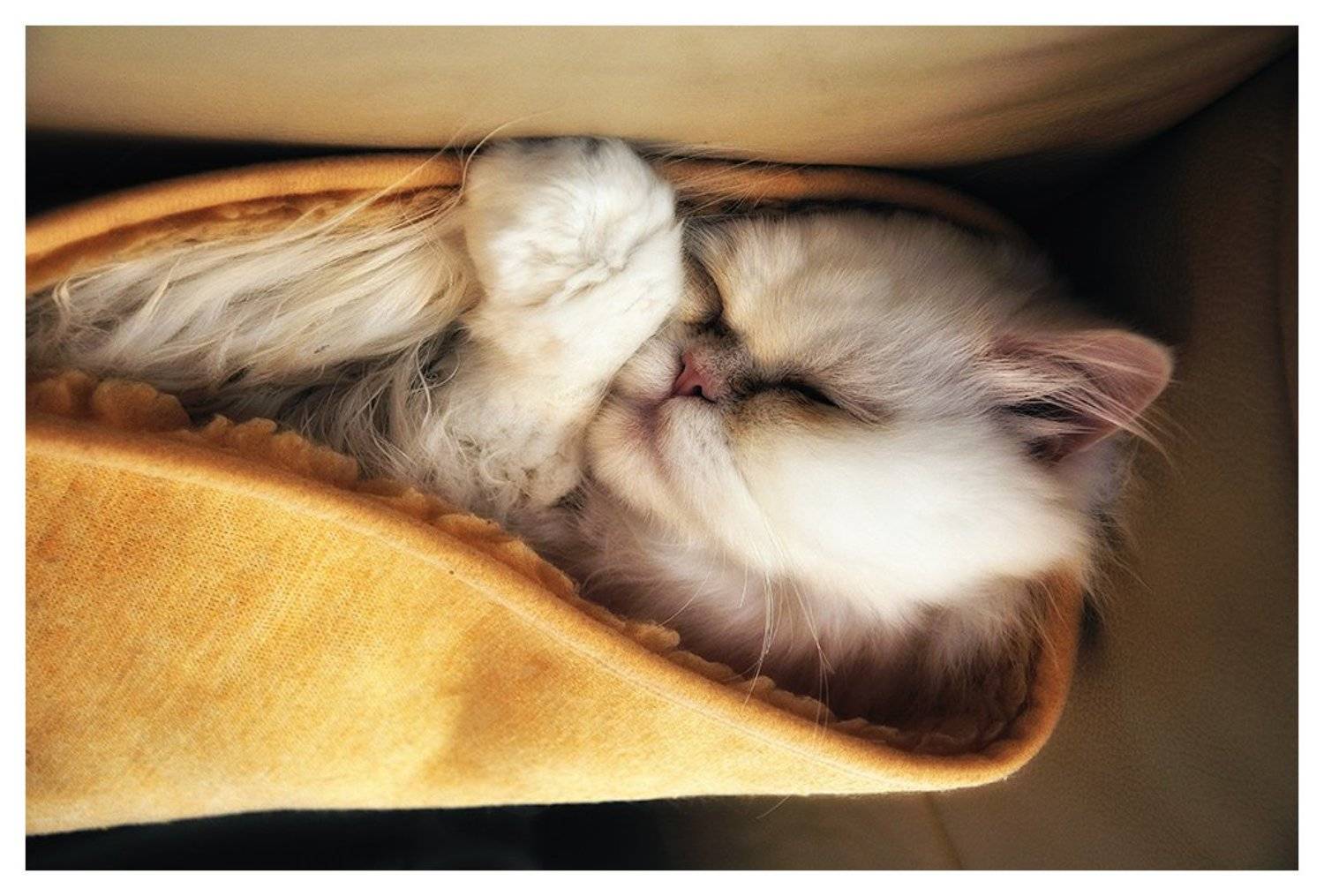 кот, перс, Vitaliy